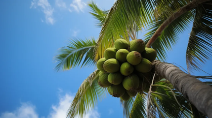 品味椰香，健康相伴——椰子食品消費(fèi)提示